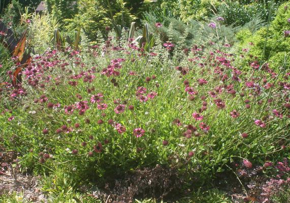 Gaillardia Grape Sensation