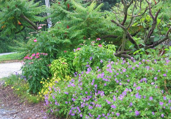 Geranium Rozanne and Echinacea