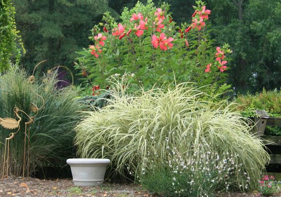 Hibiscus coccineus, Grasses, and Gaura