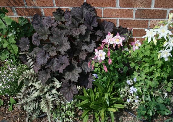 Heuchera and Aquilegia