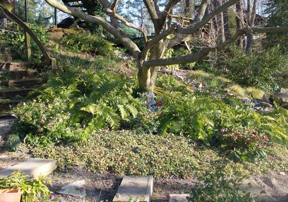 Hellebores and Autumn Fern