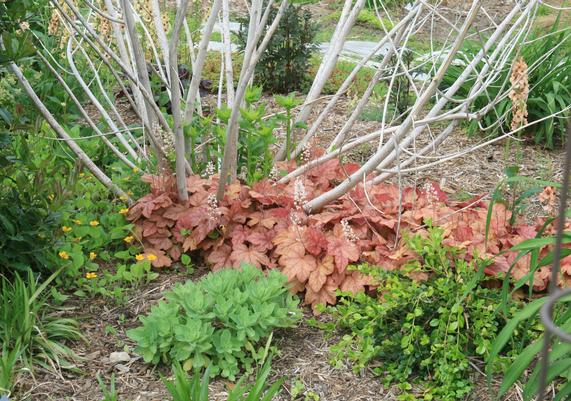 Hibiscus Stems with Heuchera Redstone Falls