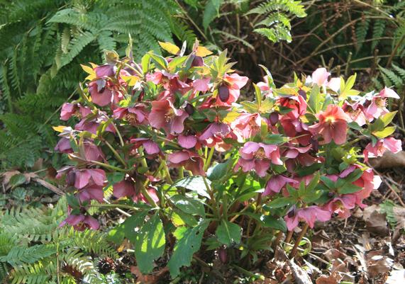 Helleborus Pine Knot Strain