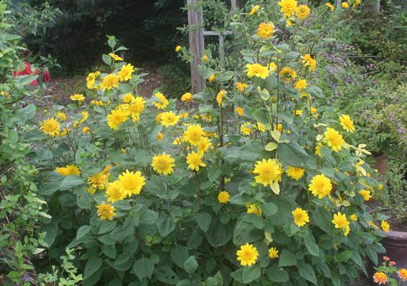 Helianthus Happy Days