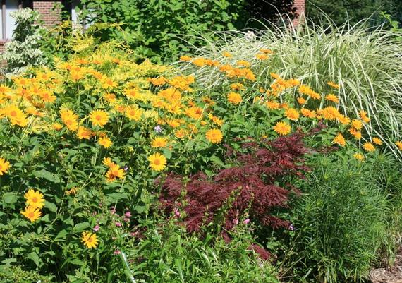 Heliopsis Summer Sun