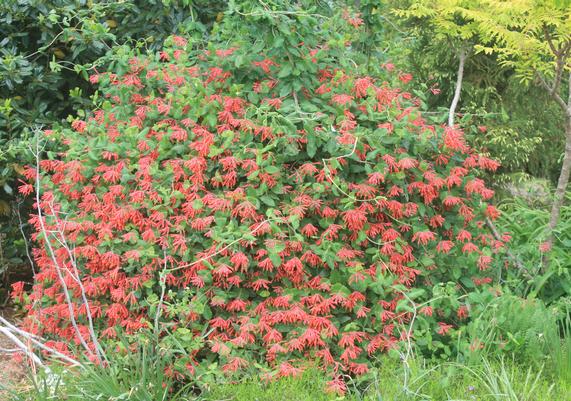 Lonicera Major Wheeler