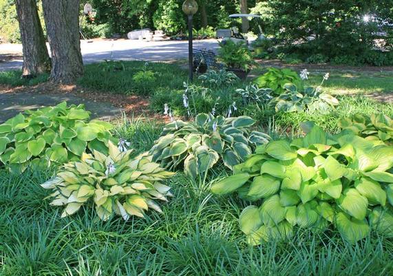 Hosta and Liriope