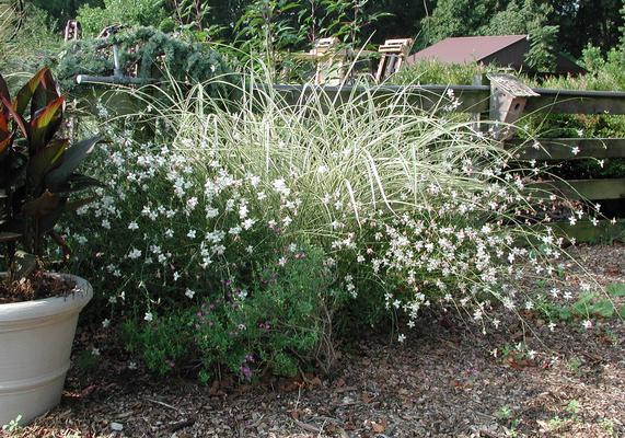 Gaura