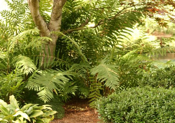 Ostrich Fern