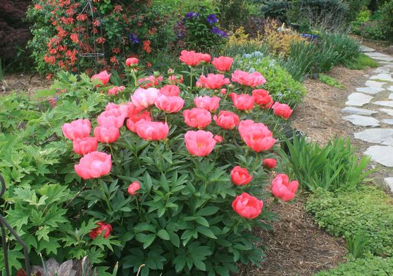 Paeonia Flame