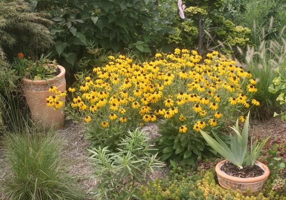 Rudbeckia