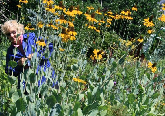 Rudbeckia maxima and Sandy