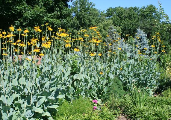 Rudbeckia maxima