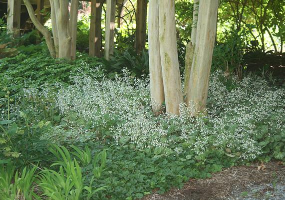 Saxifragia