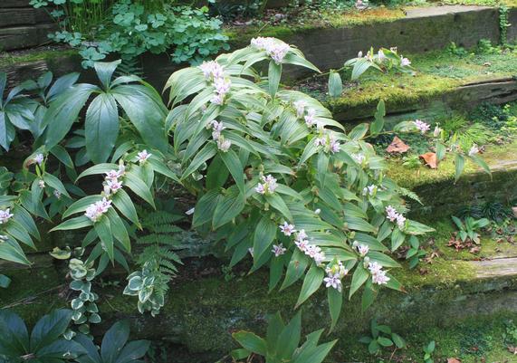 Tricyrtis