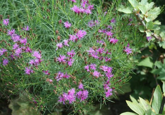 Vernonia Iron Butterfly