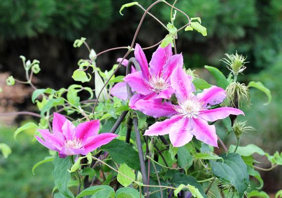 Clematis Dr Ruppel