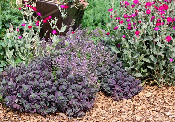 Nepeta Sedum and Lychnis