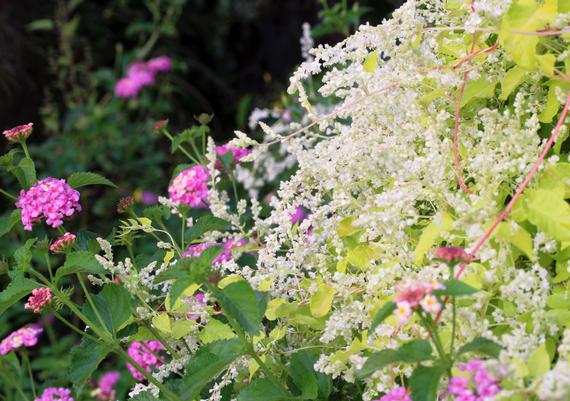 Polygonum and Lantana