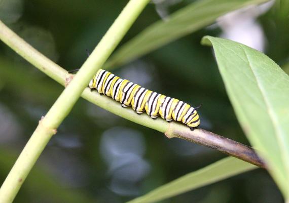 Monarch Caterpillar