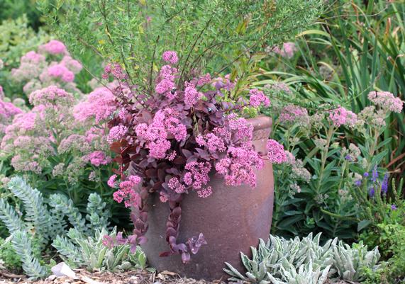 Sedum Cherry Tart