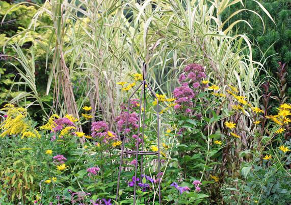 Solidago Heliopsis and Eupatorium