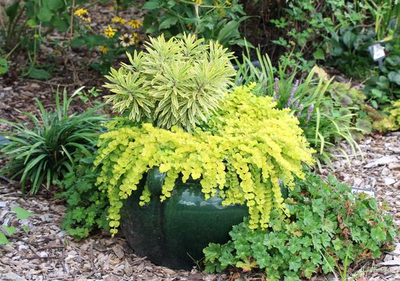 Euphorbia Ascot Rainbow and Lysimachia