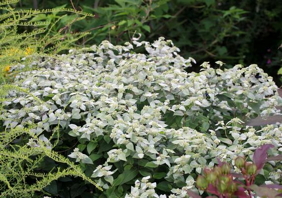 Pycnanthemum muticum