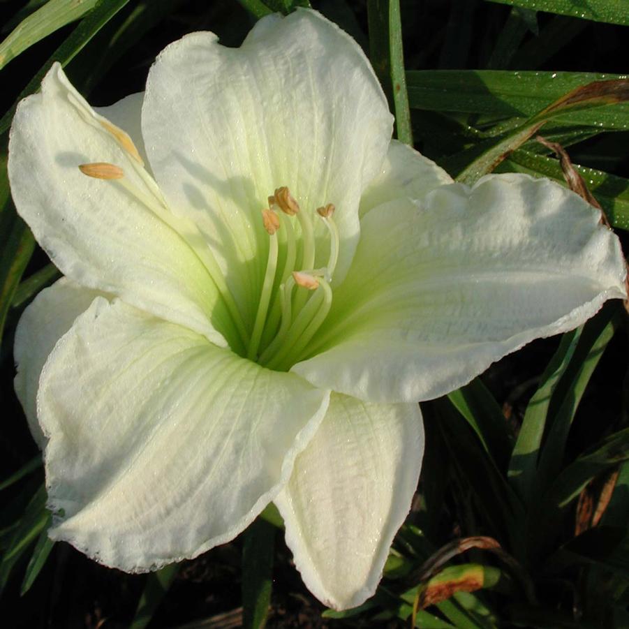 Hemerocallis Gentle Shepherd