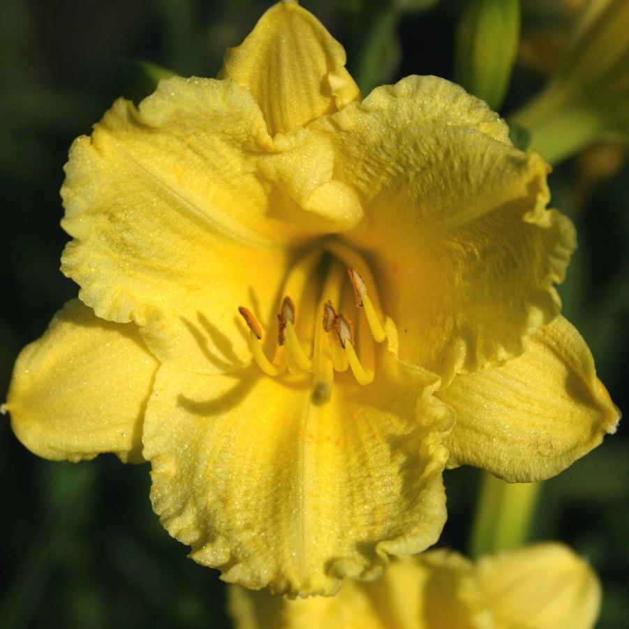 Hemerocallis Happy Returns