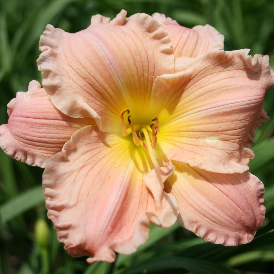 Hemerocallis Jolyene Nichole