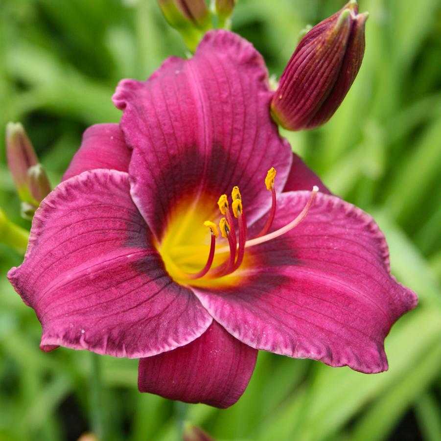 Hemerocallis ‘Little Wine Cup’ Daylily from Sandy’s Plants