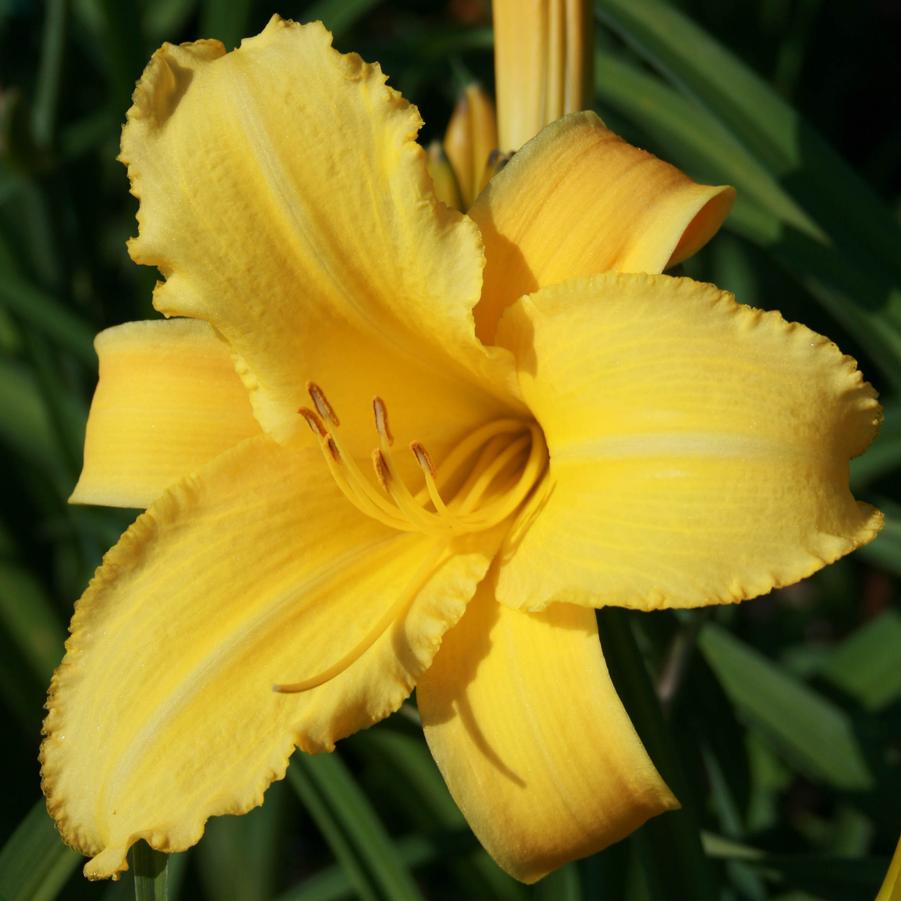 Hemerocallis Mary Todd