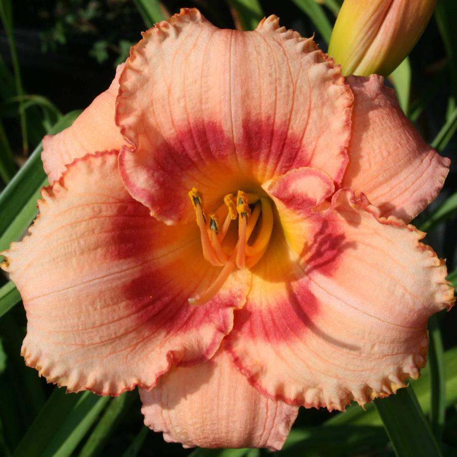 Hemerocallis Strawberry Candy