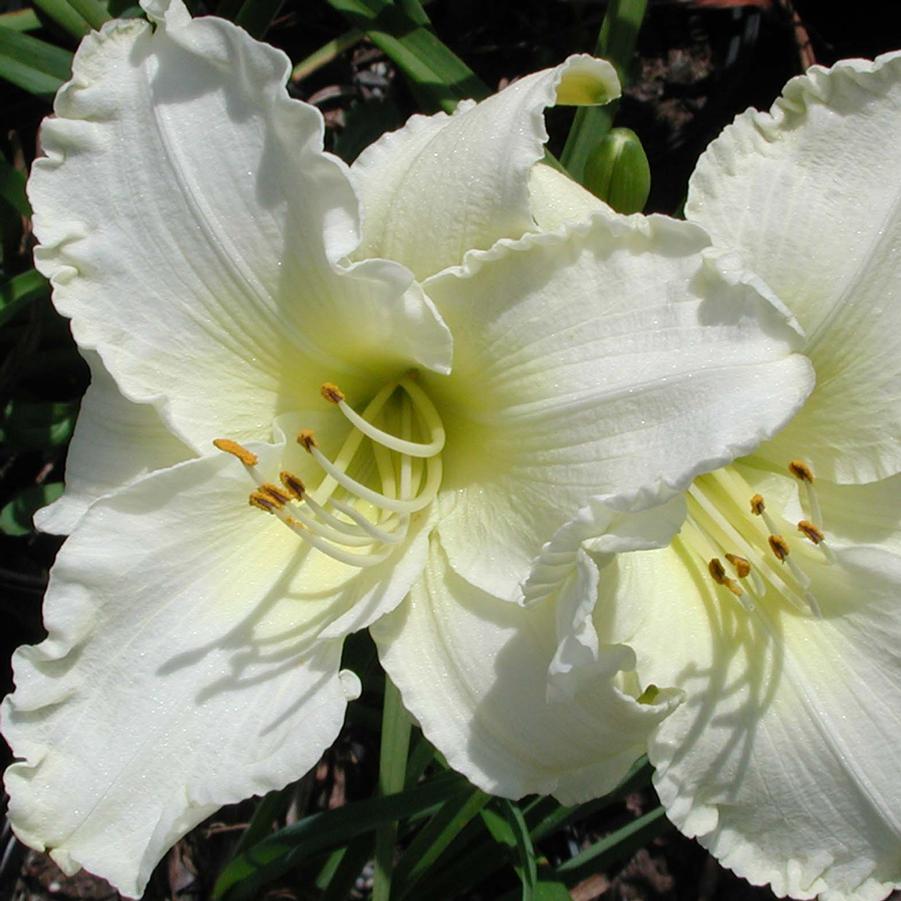 Hemerocallis Sunday Gloves