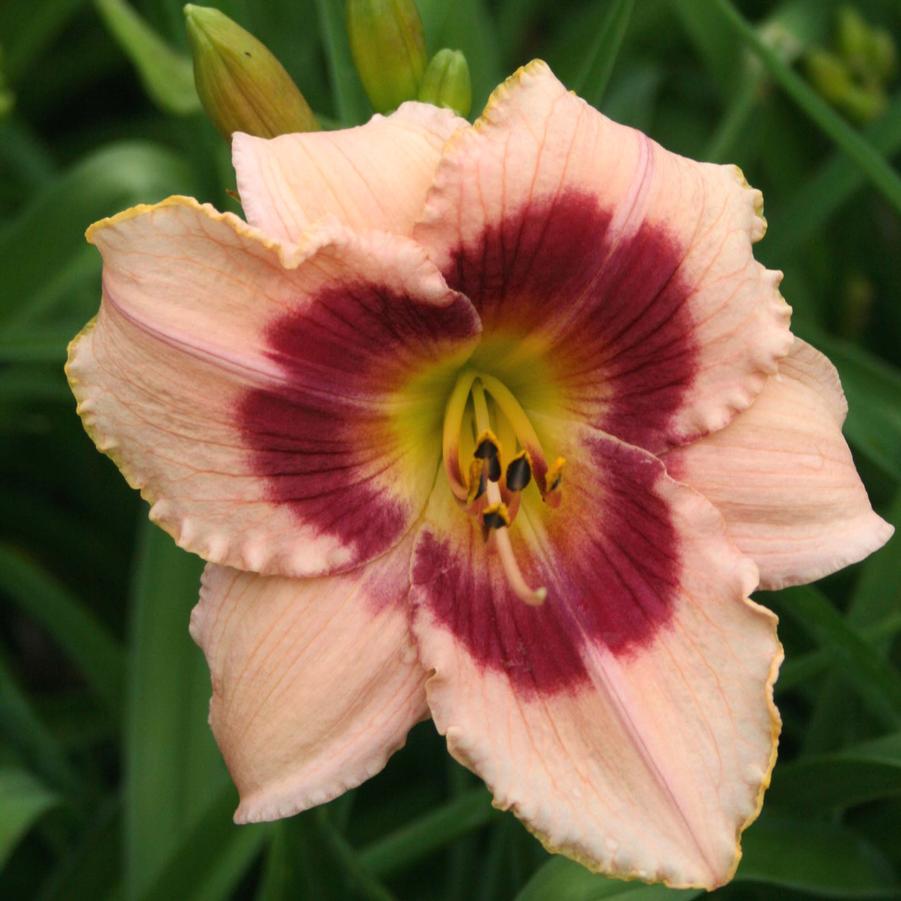 Hemerocallis Wineberry Candy