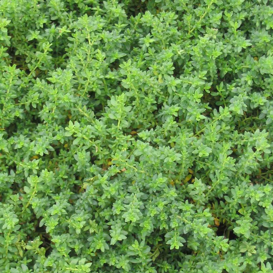 thumbnail image 2 of Rupturewort - Green Carpet (Herniaria 2 of 13