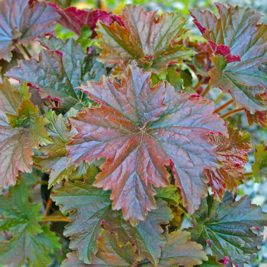 Heuchera villosa Bronze Wave