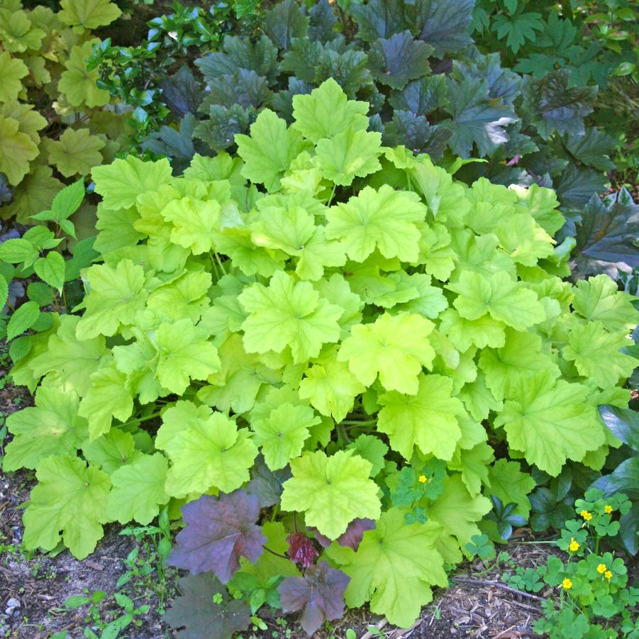 Heuchera villosa Citronelle