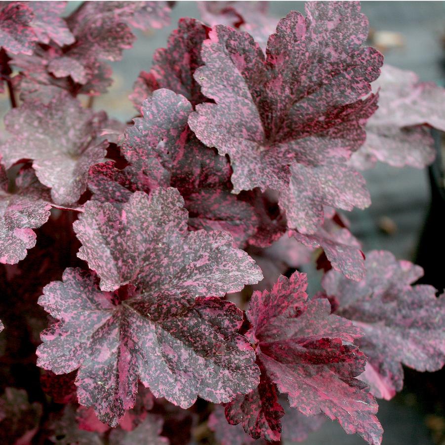 Heuchera Midnight Rose