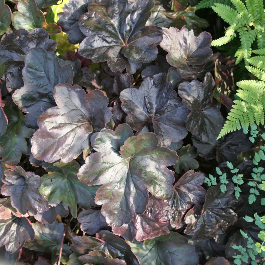 Heuchera Obsidian