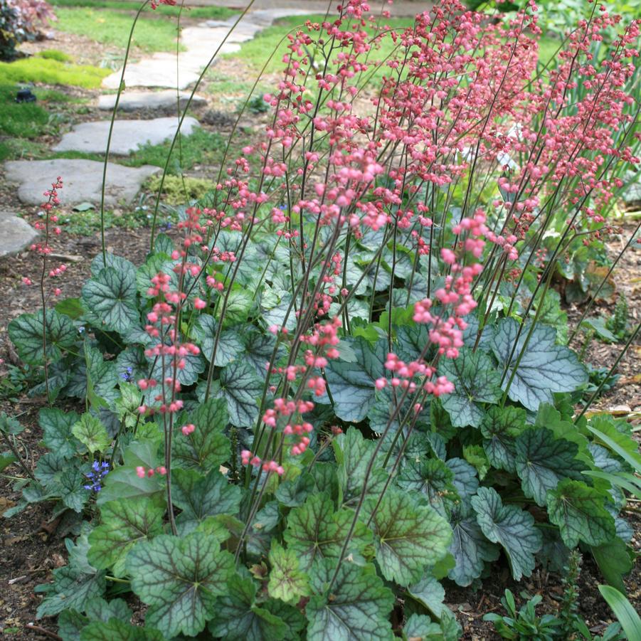 Heuchera americana Peppermint Spice