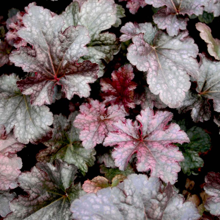 Heuchera brizoides Plum Pudding