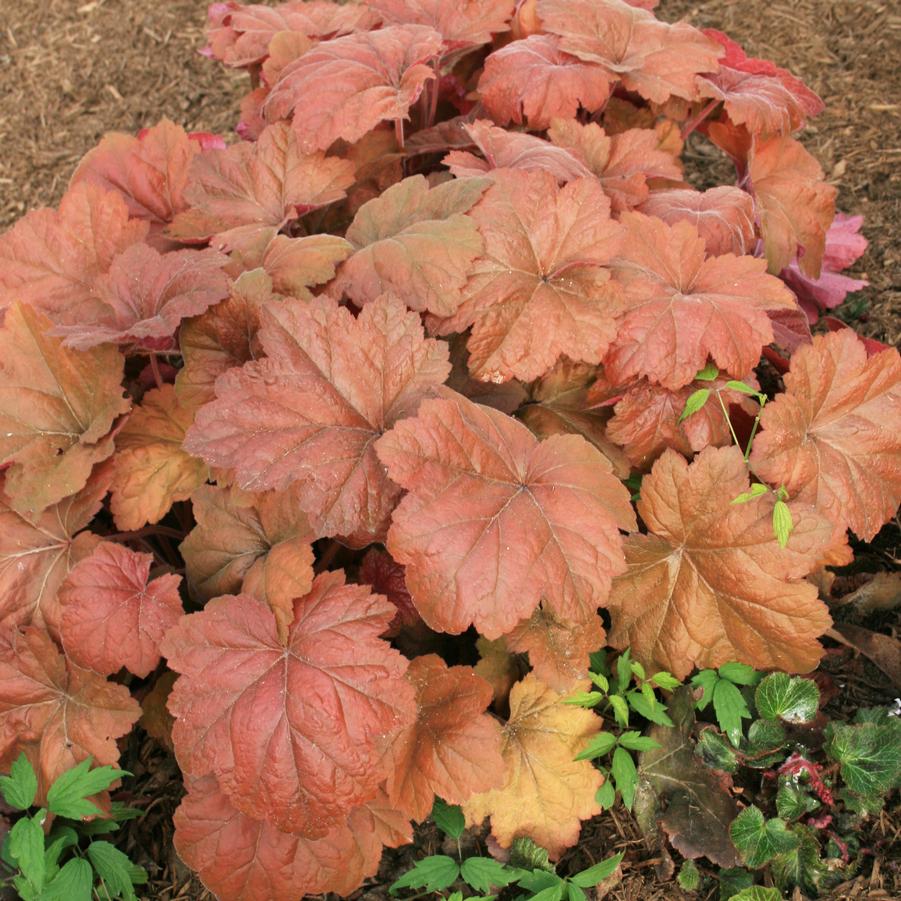 Heuchera villosa Southern Comfort