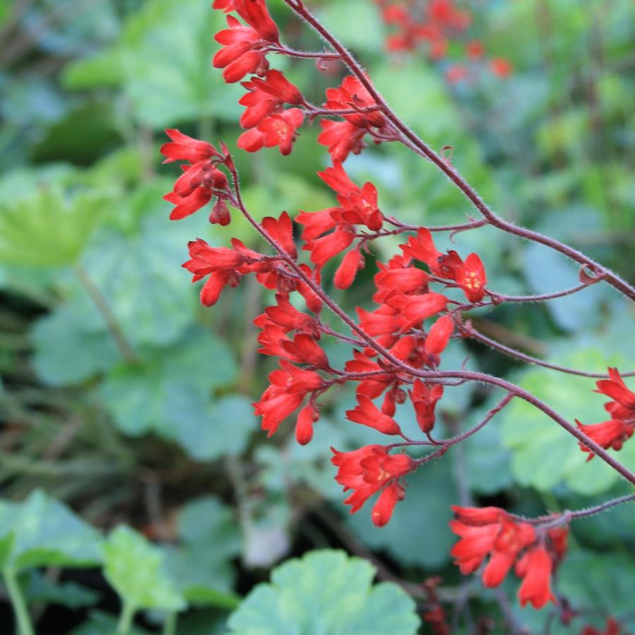 Heuchera sanguinea Ruby Bells