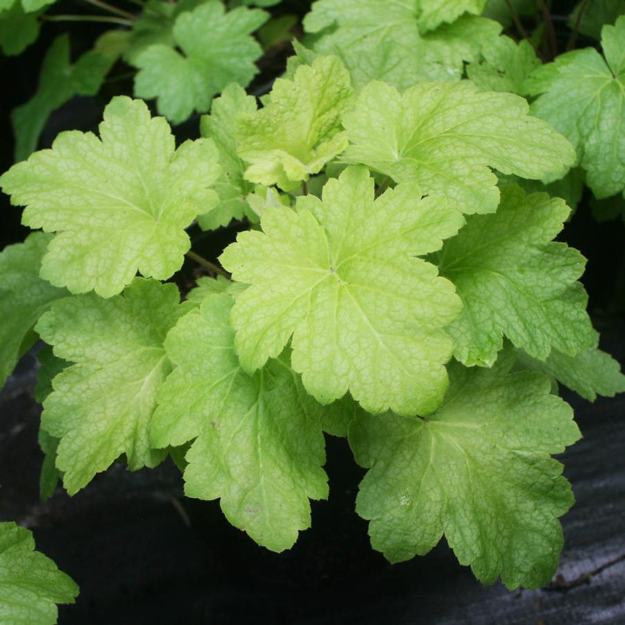 Heuchera villosa Electric Lime