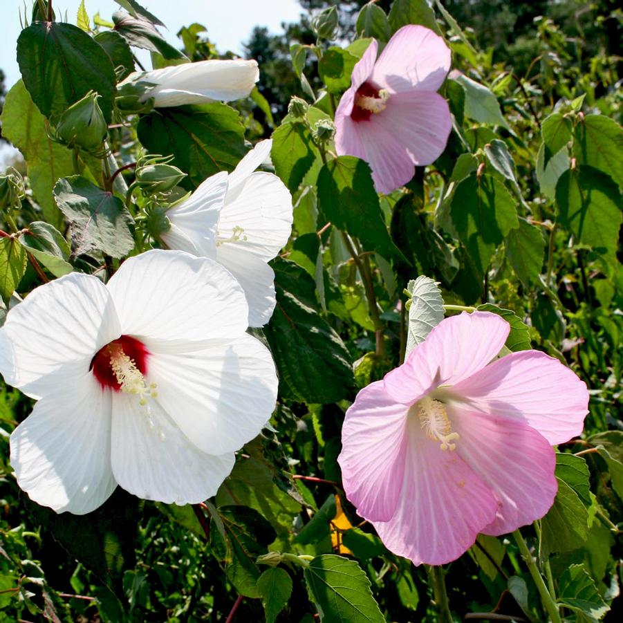 Hibiscus moscheutos 