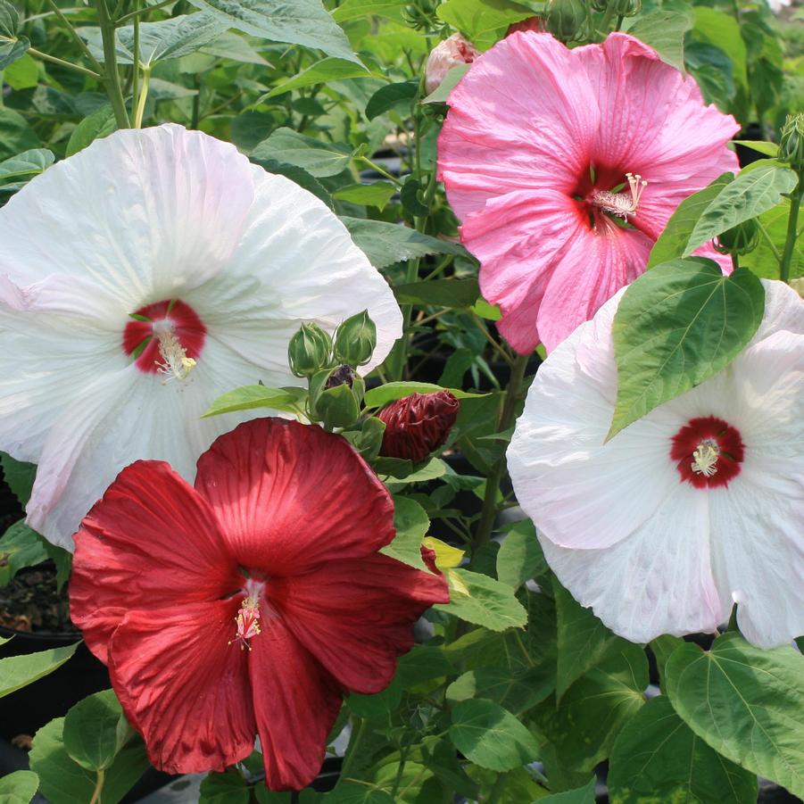 Hibiscus moscheutos Disco Belle Mix