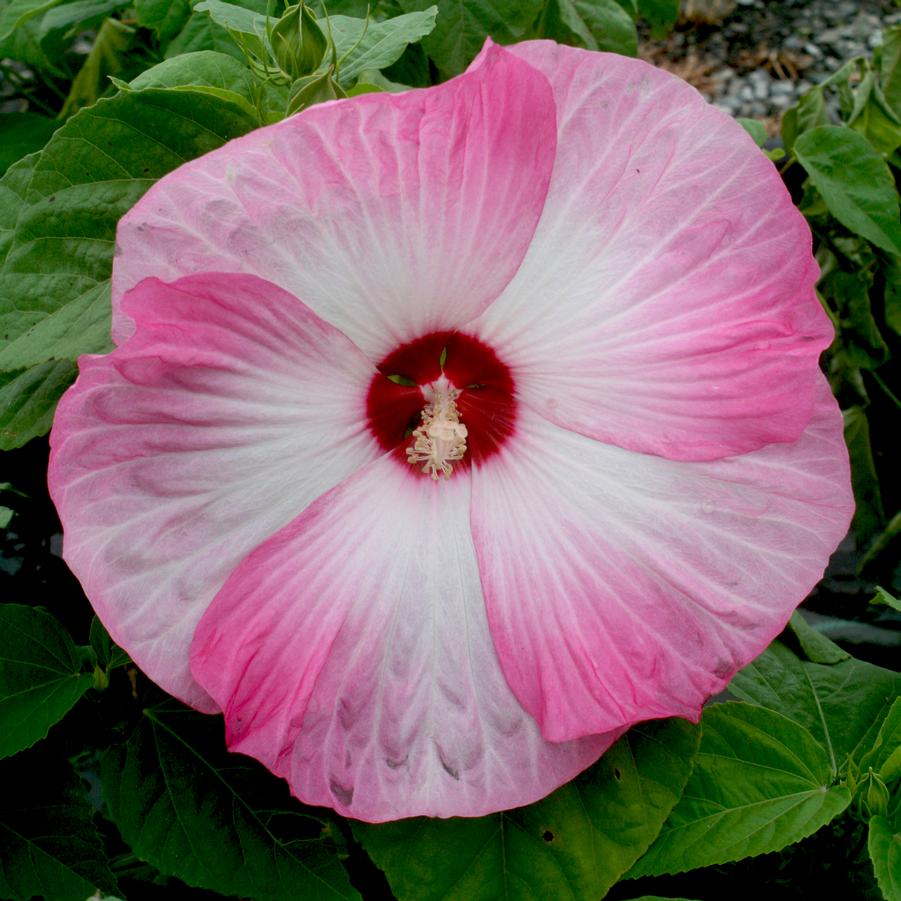 Hibiscus moscheutos Disco Belle Pink