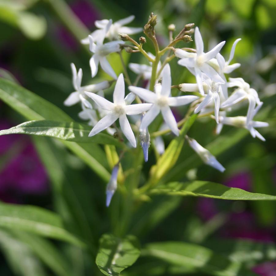 Amsonia illustris 